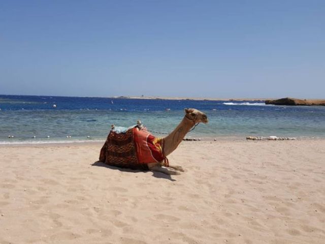 Picture 5 of things to do in Hurghada city